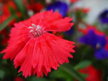 花 花の写真