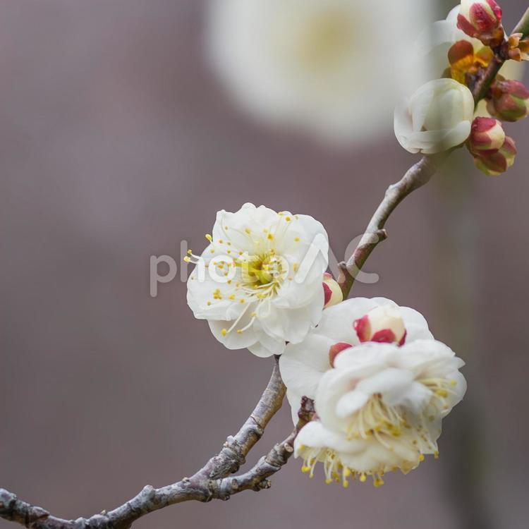 咲きはじめた梅の花 白梅,春近し,つぼみの写真素材