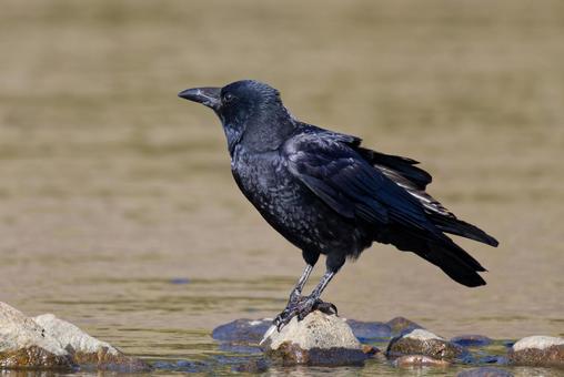 水辺に降りたハシボソガラス ハシボソガラス,嘴細烏,カラスの写真素材