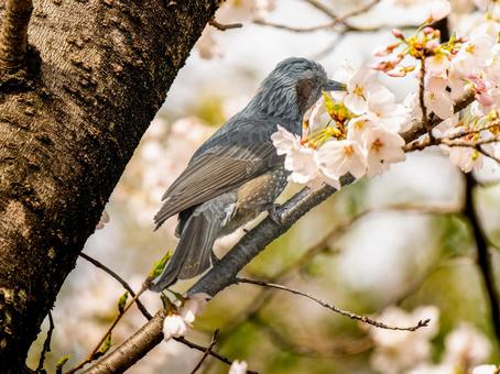 枝にとまるヒヨドリ 枝にとまるヒヨドリの写真