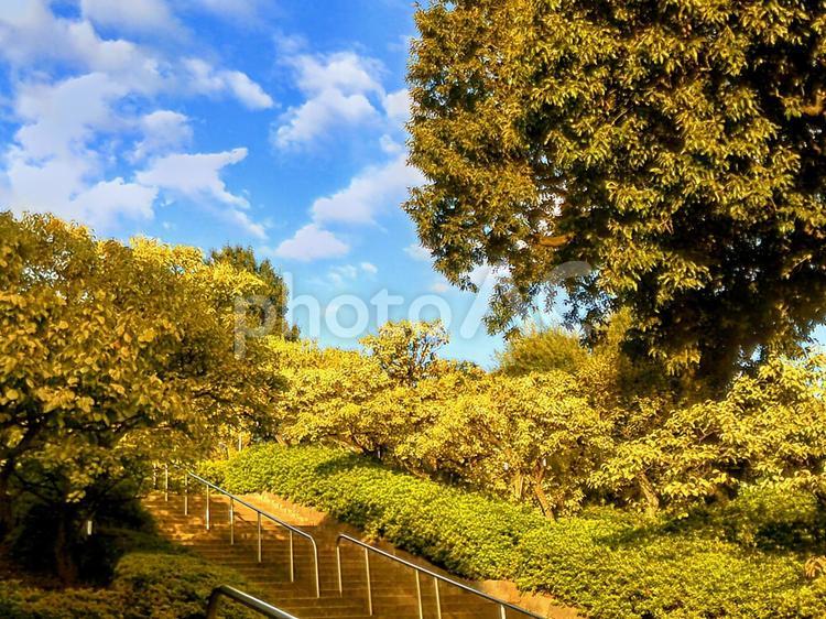 晴れた日のある公園入口付近 木々,青空,雲の写真素材