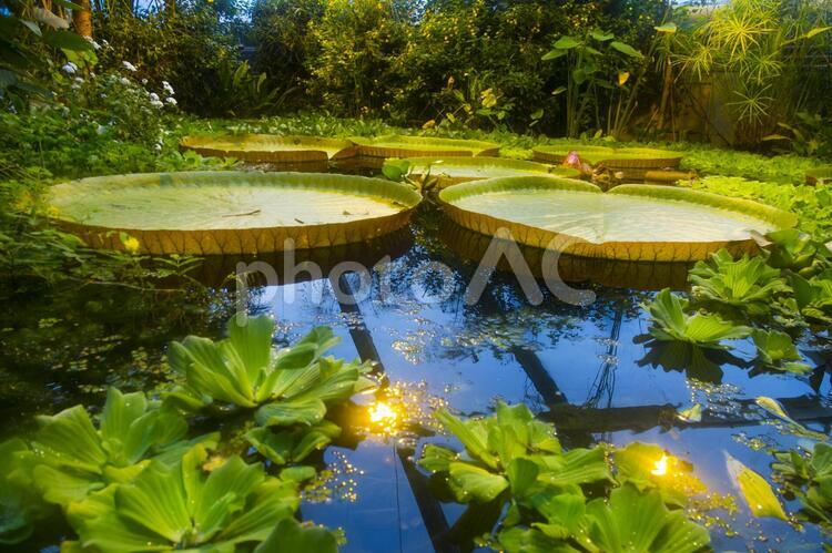 オオオニバスと浮き草 オオオニバス,大鬼蓮,ボタンウキクサの写真素材