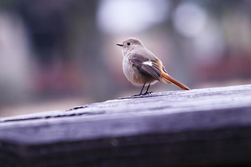 公園のベンチに止まるジョウビタキの雌 公園のベンチに止まるジョウビタキの雌 鳥,ジョウビタキ,冬の写真素材