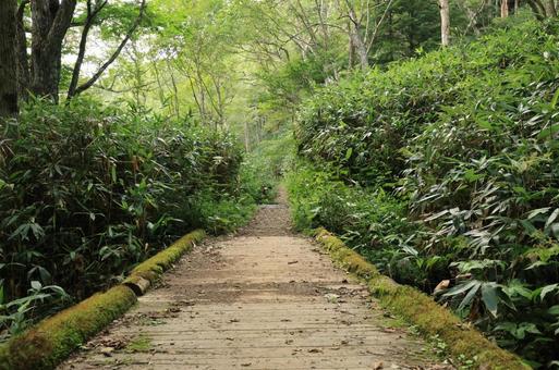 山歩き 山歩きの写真