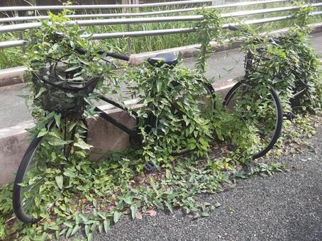 放置自転車 放置自転車,自転車,自然の写真素材