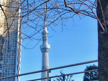 十二月の東京スカイツリー-36 十二月,冬,東京スカイツリーの写真素材