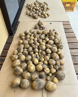 じゃがいも じゃがいも じゃがいも,野菜,自然の写真素材