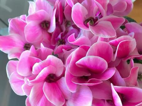 濃いピンクのシクラメン シクラメン,パステル,かわいいの写真素材