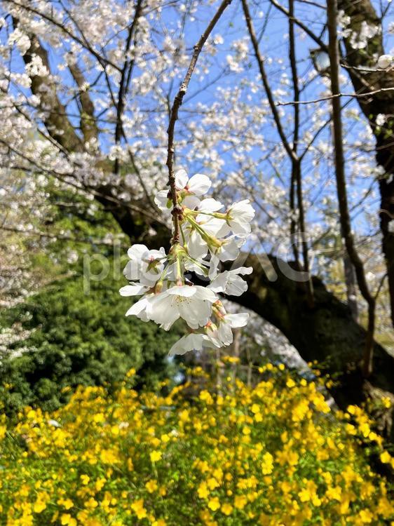 桜のアップ　井の頭公園 桜,花,開花の写真素材