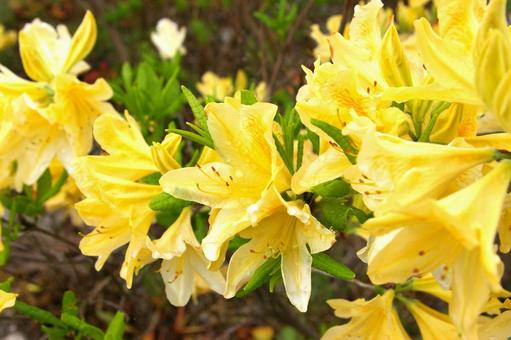 つつじ（黄色） frower,つつじ,黄色の写真素材