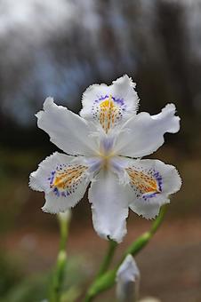 シャガの花の写真