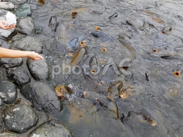 鯉にエサをやる子どもの手 鯉,こい,コイの写真素材