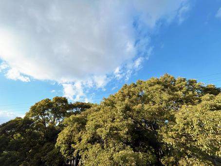 大きな雲が浮かぶ青空と公園の木々 大きな雲が浮かぶ青空と公園の木々 空模様,空,雲の写真素材