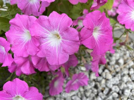 ペチュニア３ ペチュニア,笠間,フラワーの写真素材