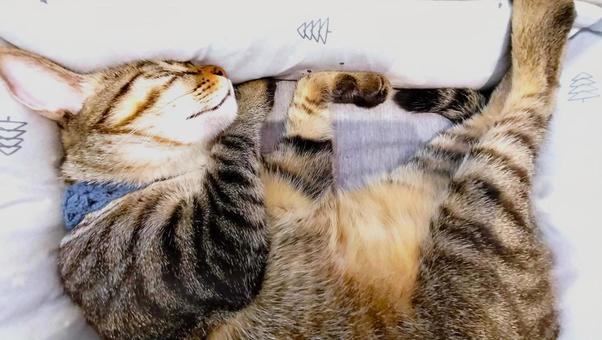 安らかな眠りの猫 安らかな眠りの猫の写真