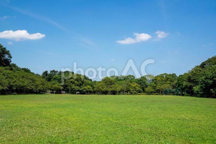 公園の新緑と青空 風景,公園,自然の写真素材