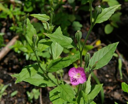 ユウゲショウの写真