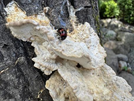 Ladybug eating a mushroom, JPG