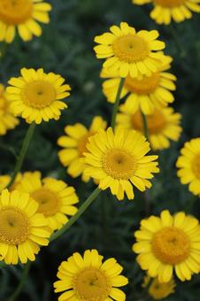 Photo, dyers chamomile, yellow, flower, 