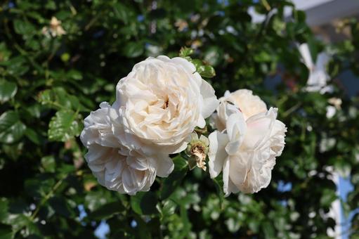 バラ園にて淡い色の薔薇を撮りました バラ園にて淡い色の薔薇を撮りました 花,薔薇,自然の写真素材