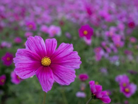 コスモス コスモス,お花,植物の写真素材