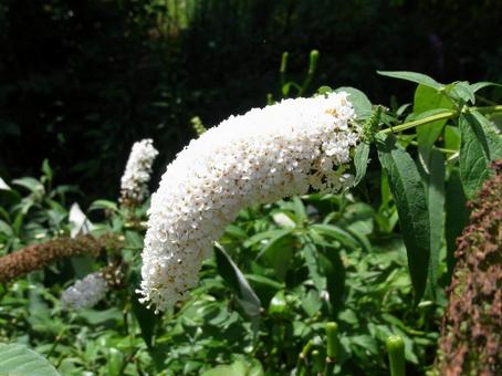 花壇に垂れ下がるブッドレアの花 花壇に垂れ下がるブッドレアの花 ブッドレア,花,植物の写真素材