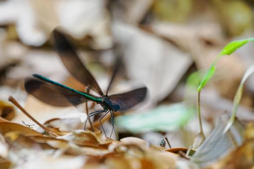 Photo, dragonfly, hagorotorbo, longhorn, 