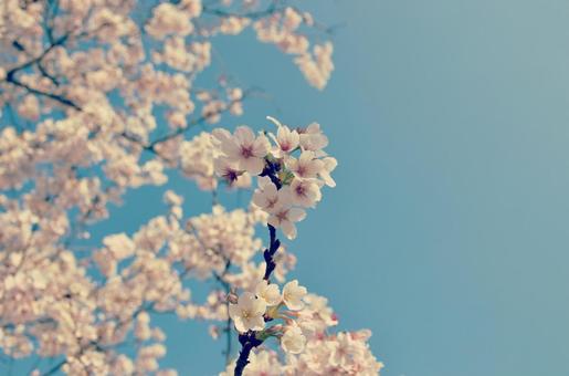 Cherry blossoms blooming 03, JPG