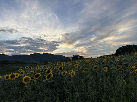 夕暮れ空とひまわり 夕暮れ空とひまわり 香川県,まんのう町,ひまわりの里の写真素材
