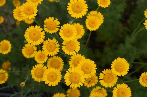 Photo, kouyakatsumi, dyers chamomile, yellow, 