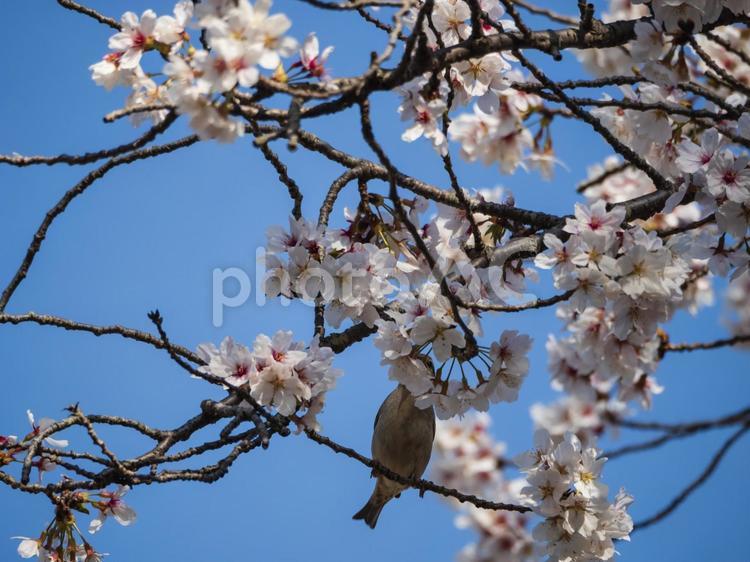 青空と桜と小鳥 青空,桜,小鳥の写真素材