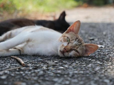海辺でのんびり過ごす野良猫 海辺でのんびり過ごす野良猫の写真
