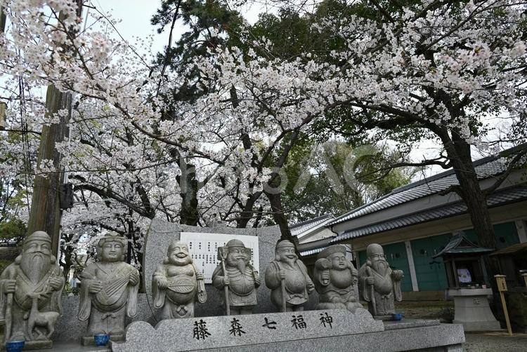 京都　藤森神社　桜　2022年 京都,藤森神社,桜の写真素材
