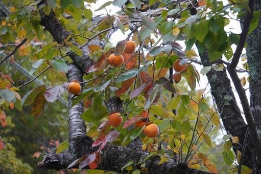 実りの秋 柿,果実,秋の写真素材