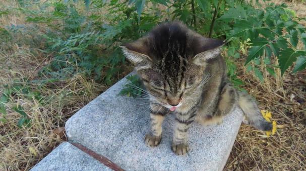 狛犬のように鎮座するあざとい猫様 狛犬のように鎮座するあざとい猫様 猫,キジトラ,お座りの写真素材