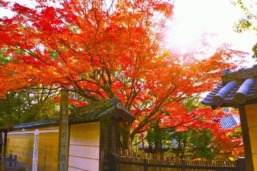  菩提院大御堂の紅葉風景 菩提院大御堂,十三鐘,三条通りの写真素材