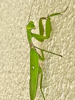 緑のハンターカマキリの全身像 緑のハンターカマキリの全身像 カマキリ,昆虫,虫の写真素材