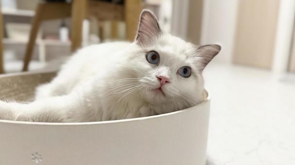 バリバリボウルで寛いでいるグドールの子猫 猫,ペット,かわいいの写真素材