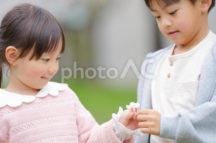 桜の花を持っている兄妹 男の子,女の子,兄妹の写真素材