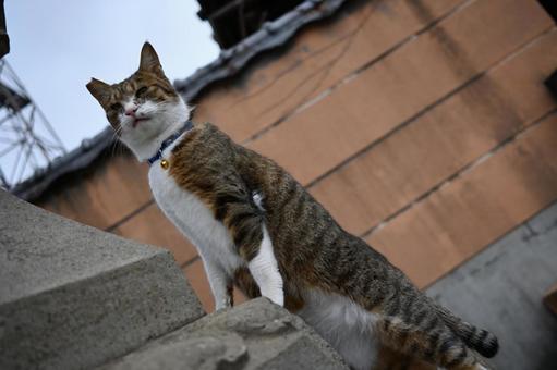 猫 猫,可愛い猫,出会いの写真素材