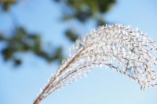 すすきのきらきら すすきのきらきらの写真