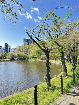 不忍池 上野公園 台東区 池 不忍池 上野公園 台東区 池 不忍池,上野恩賜公園,弁天島の写真素材