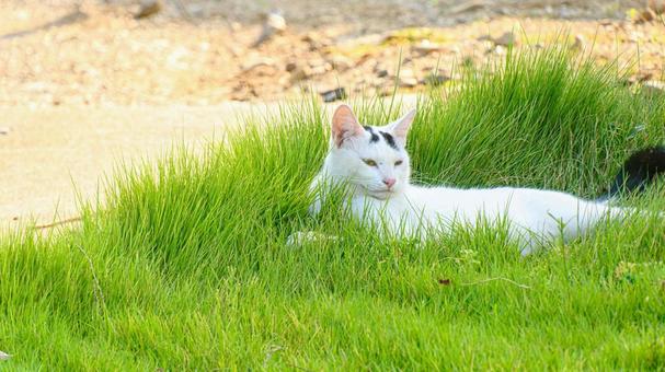芝の上に横たわるシロネコ 芝の上に横たわるシロネコ ネコ,猫,白の写真素材