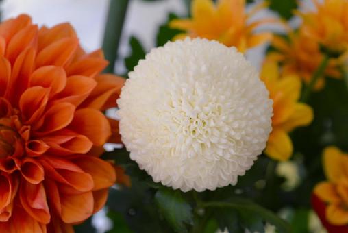 白いピンポンマム ピンポンマム,ダリア,スプレーマムの写真素材