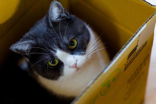 箱の中の猫 箱の中の猫 猫,ねこ,ネコの写真素材