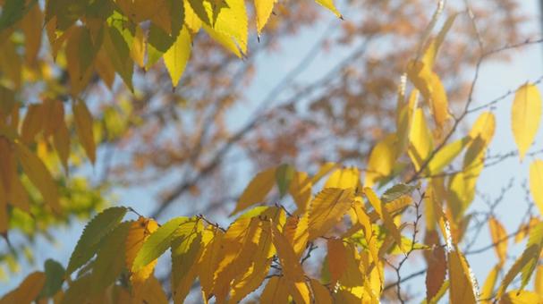 秋の光に輝く紅葉 秋の光に輝く紅葉 秋,10月,11月の写真素材