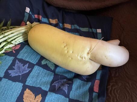 後ろ向き大根 大根,後ろ,野菜の写真素材