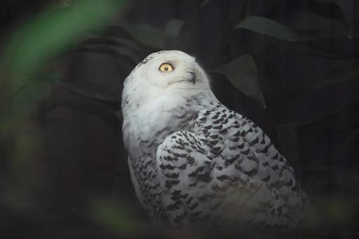 シロフクロウ シロフクロウ フクロウ,シロフクロウ,動物園の写真素材