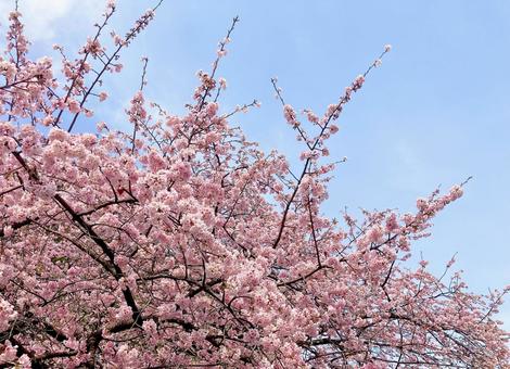 桜 桜,サクラ,さくらの写真素材