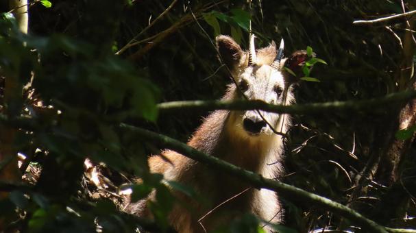 Photo, antelope, jibie, hunting, 